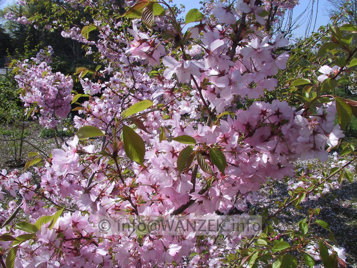 Prunus sargentii Accolade 01.JPG